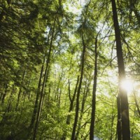 Den otevřených lesů