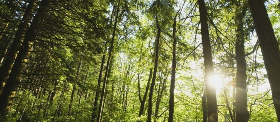 Den otevřených lesů